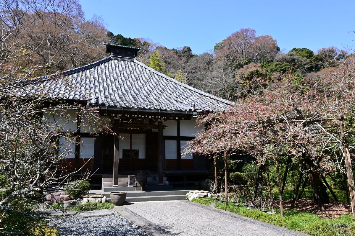 光則寺：本堂とカイドウ