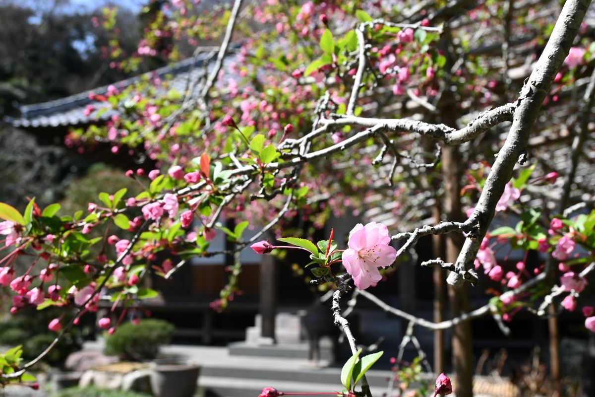 光則寺：カイドウ