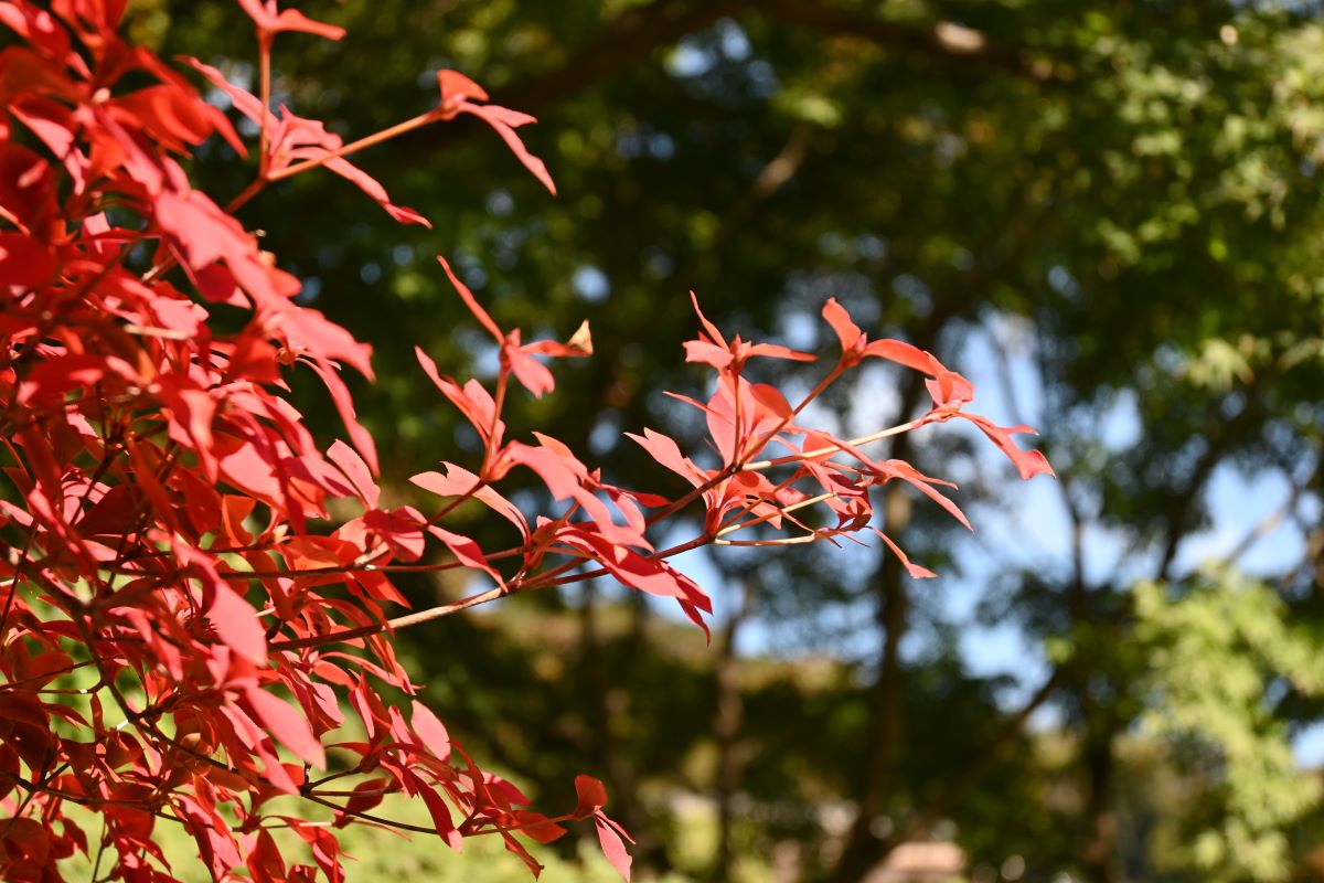 観音堂近くの紅葉