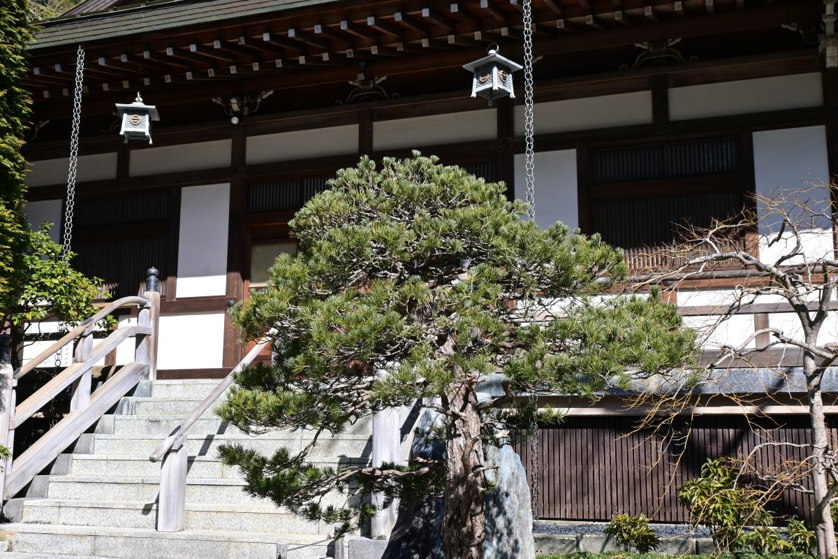 報国寺迦葉堂前の五葉松の盆栽(2025年2月撮影)