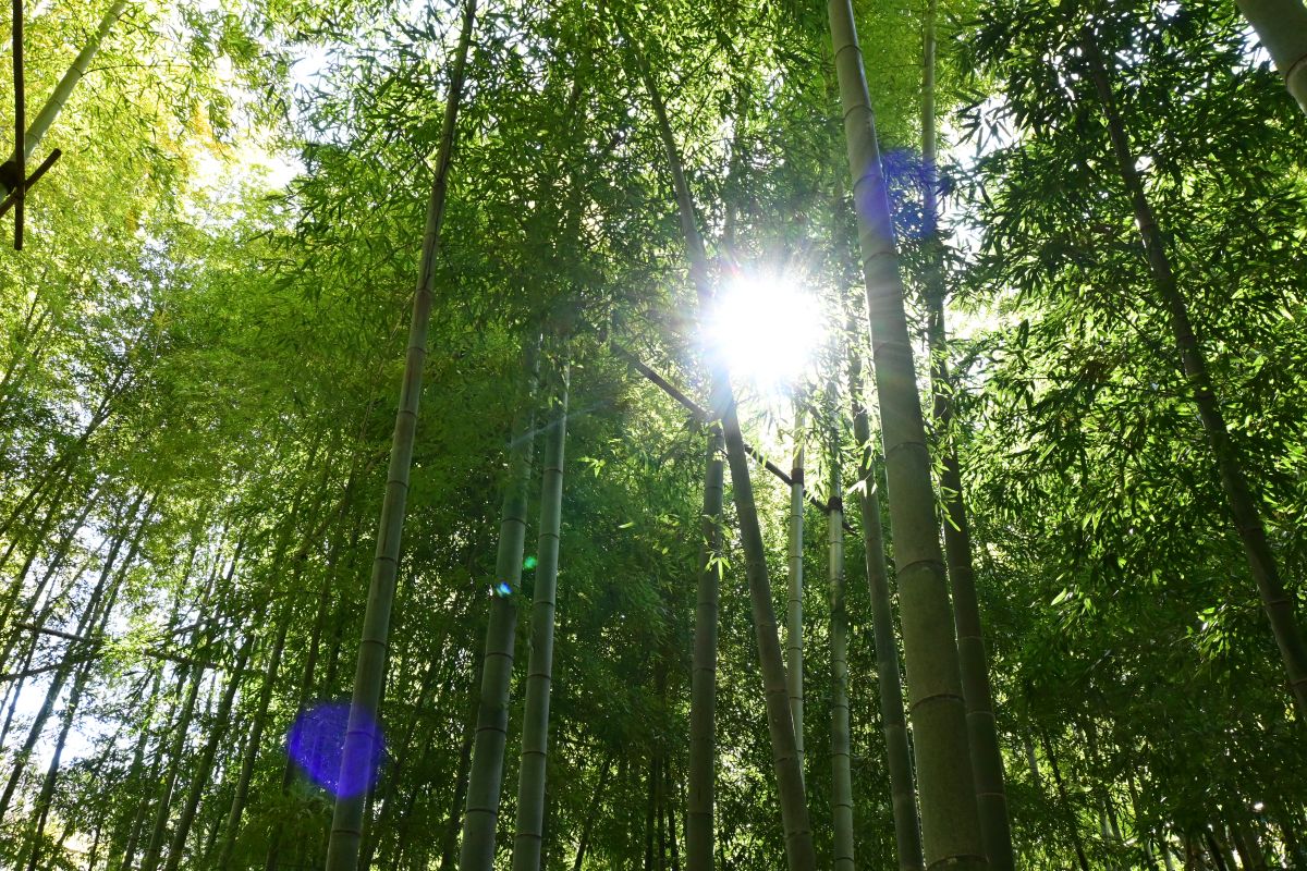 竹林と木漏れ日(2025年2月撮影)