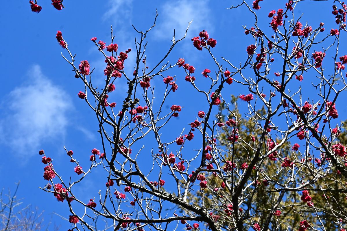紅梅