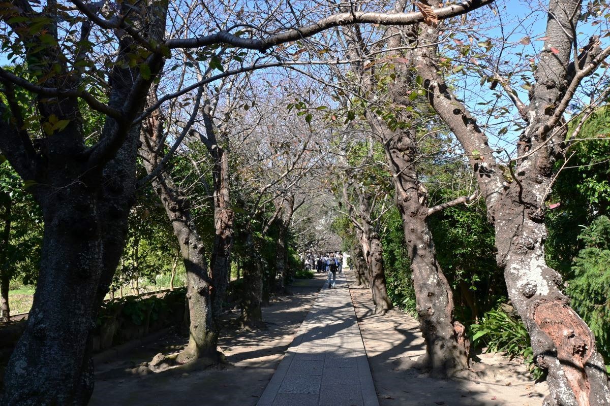 極楽寺参道の桜並木