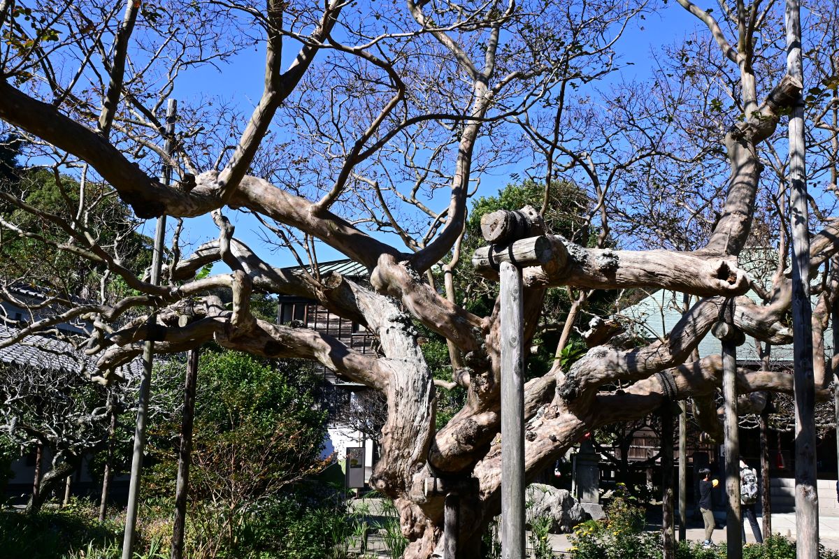 サルスベリの巨木