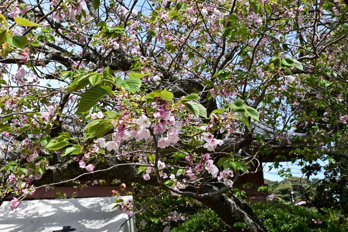 桐ケ谷桜（御車返し）