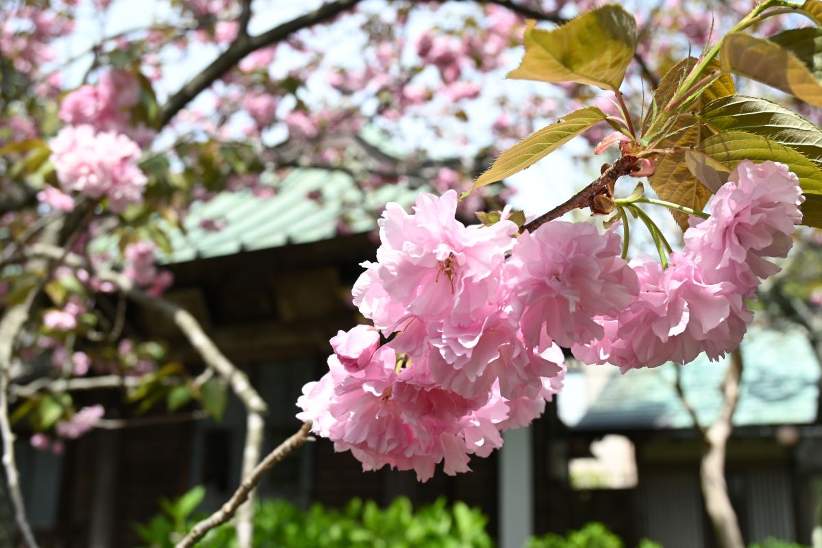 桐ケ谷桜（御車返し）