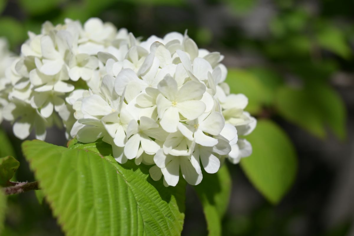 オオデマリの花