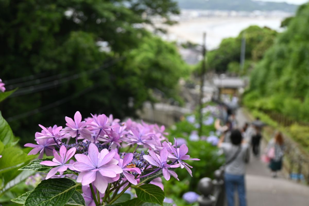 由比ガ浜とアジサイ