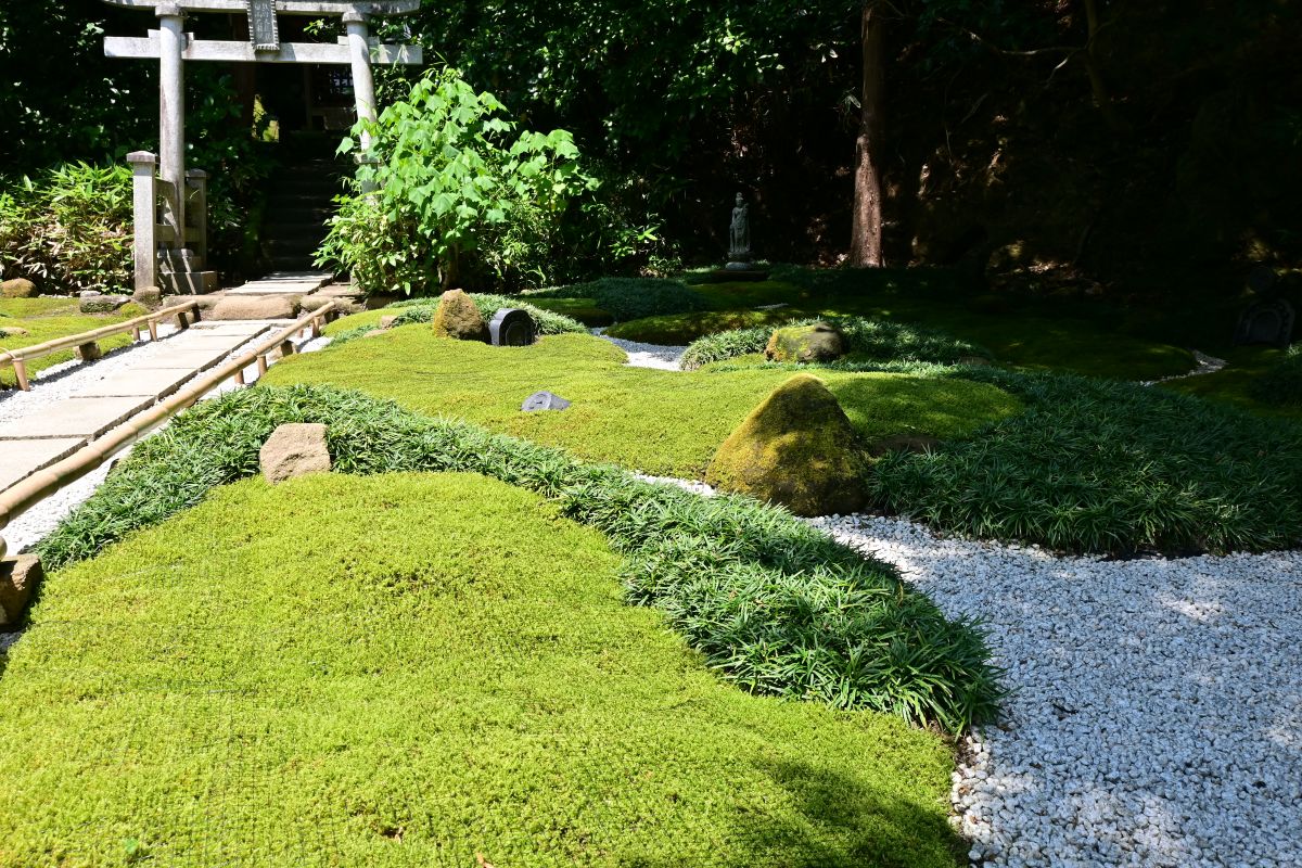 杉本寺:苔庭